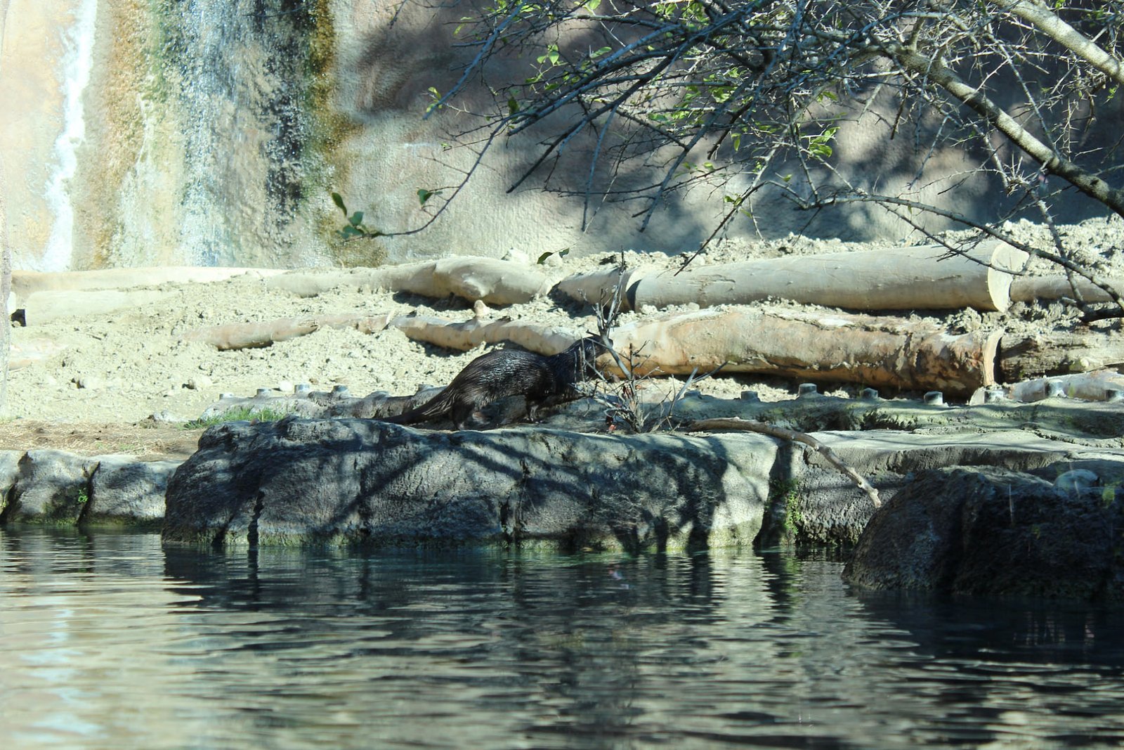 San Diego Zoo Part II 108